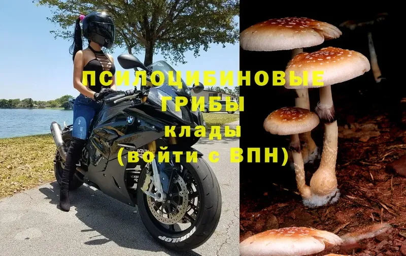 Псилоцибиновые грибы Psilocybe  наркотики  дарк нет наркотические препараты  Любим 